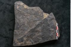 Foto (Detailansicht) von Ceratopetalum vivulare Ettingshausen (NHMW-GEO-2024-0188-10243)